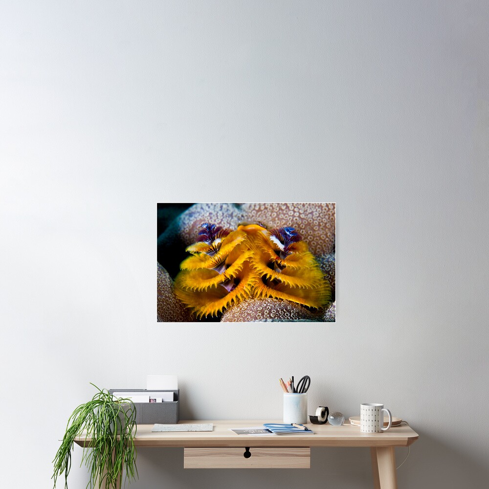 Christmas tree worm Poster