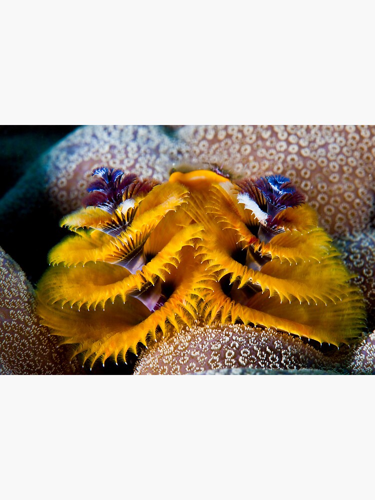 Christmas tree worm by DavidWachenfeld