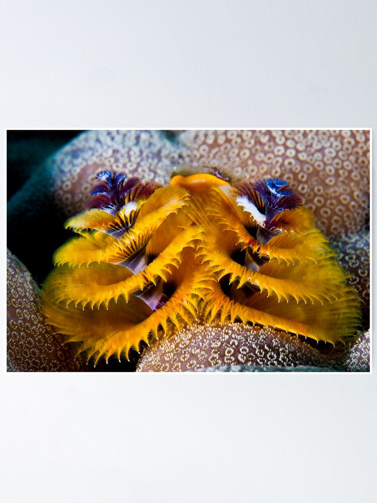 Alternate view of Christmas tree worm Poster