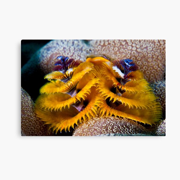 Christmas tree worm Canvas Print
