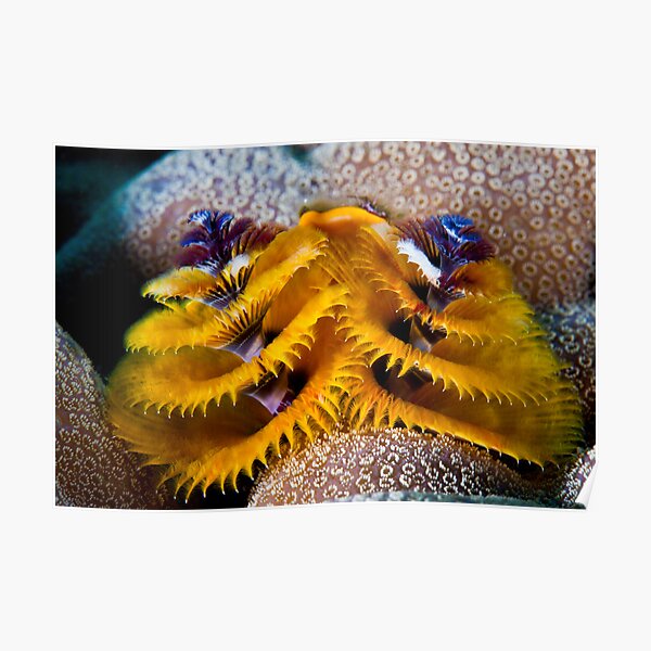 Christmas tree worm Poster