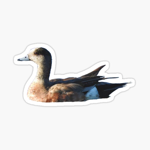 American Wigeon Sticker