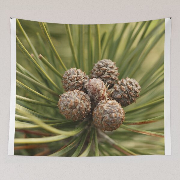 Item preview, Nature, tree, needles, cones, photography, BebiCervin designed and sold by BebiCervin.