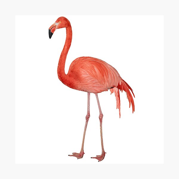 Item preview, Flamingo tropical  bird design designed and sold by Hvll1116.