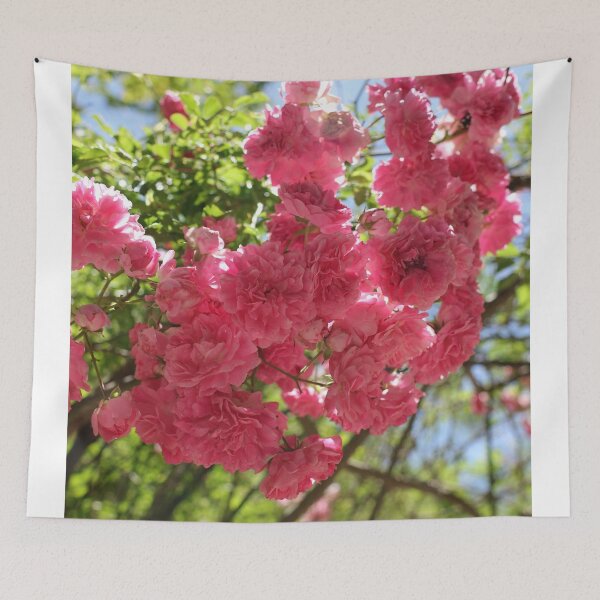Item preview, Nature, flower, roses, pink, shrub, photography, BebiCervin designed and sold by BebiCervin.