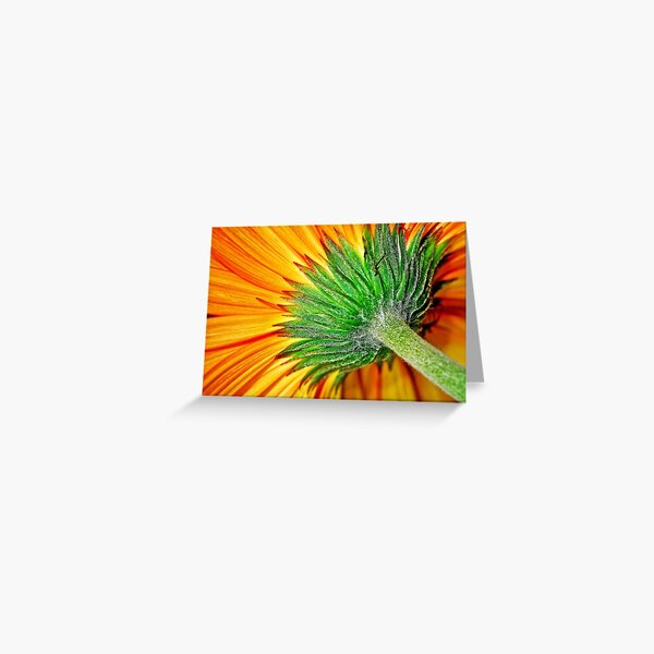 Macro Flower Orange Daisy Greeting Card