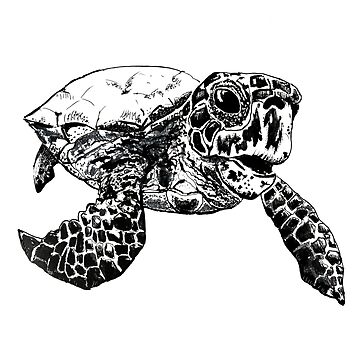 Artwork thumbnail, Hawksbill Sea Turtle by SandraEichner