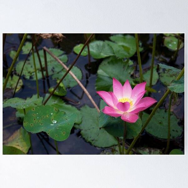 Item preview, Lotus designed and sold by BengLim.