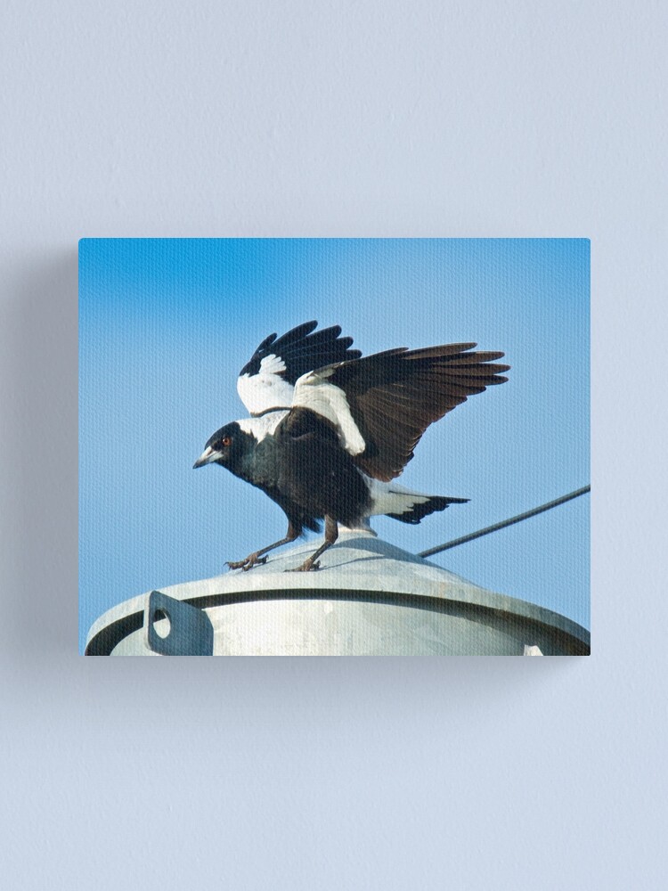 Thumbnail 1 of 3, Canvas Print, MAGPIE ~ Australian Magpie KWNRZWZZ by David Irwin designed and sold by tasmanianartist.