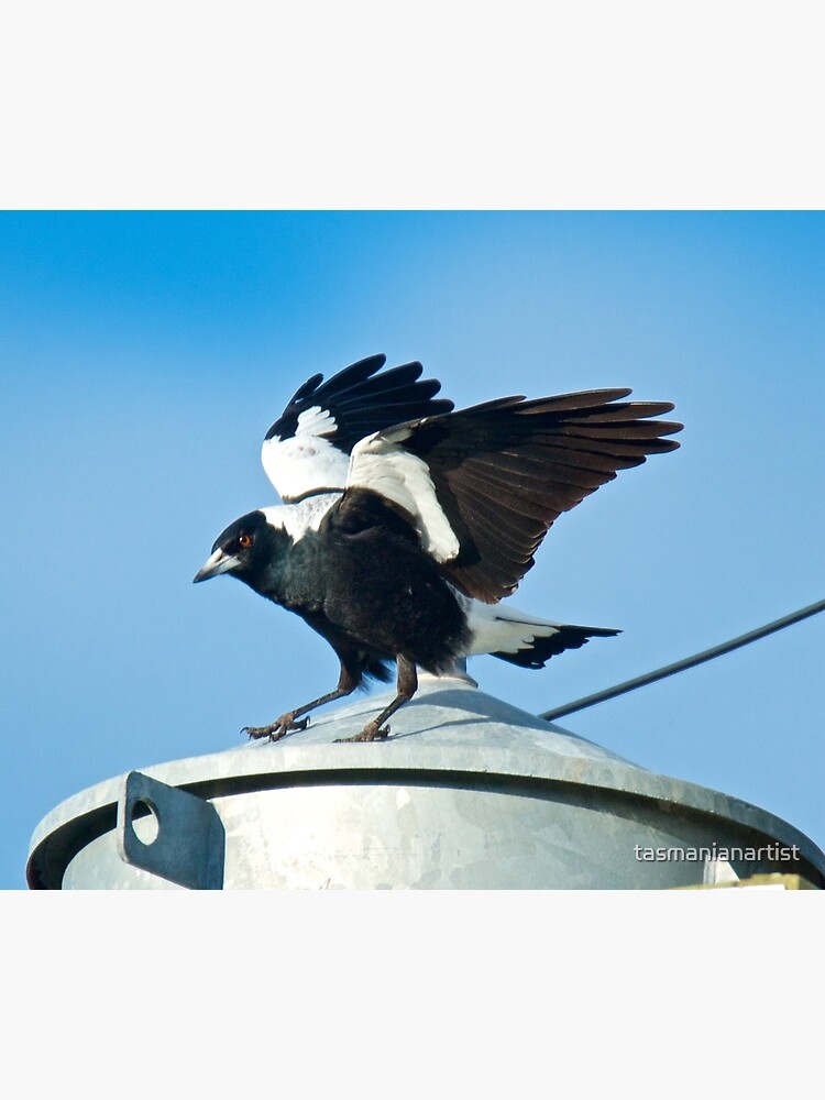 Thumbnail 3 of 3, Canvas Print, MAGPIE ~ Australian Magpie KWNRZWZZ by David Irwin designed and sold by tasmanianartist.