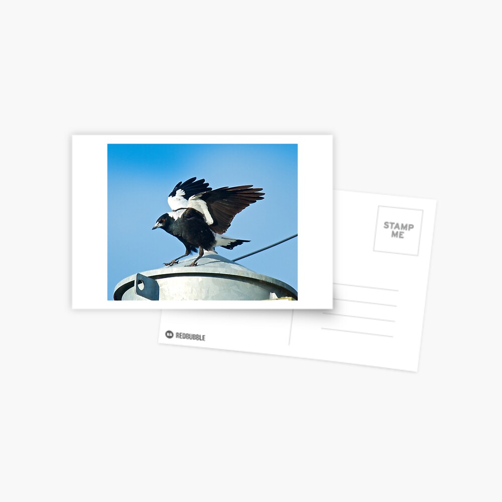 Item preview, Postcard designed and sold by tasmanianartist.