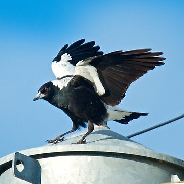 Artwork thumbnail, MAGPIE ~ Australian Magpie KWNRZWZZ by David Irwin by tasmanianartist