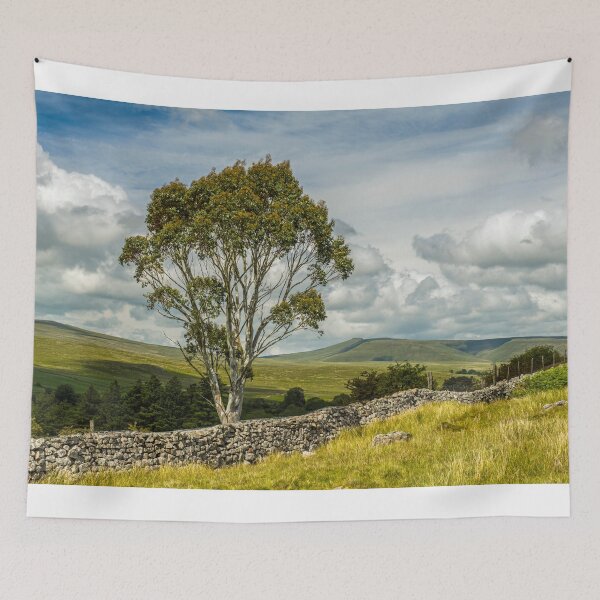 Item preview, A solitary Eucalyptus Tree in the Central Brecon Beacons near the village of Penderyn. designed and sold by Cameranick.