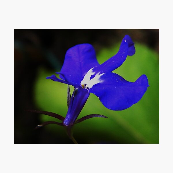 Item preview, Lobelia designed and sold by ElsT.