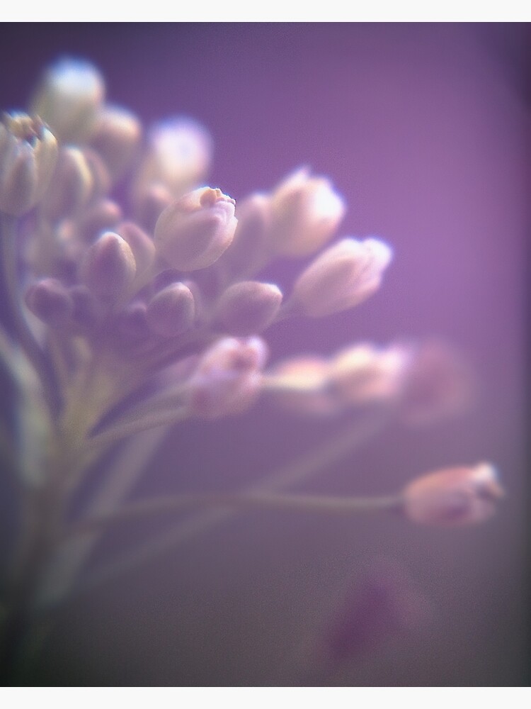 Purple Painterly Flowers by utilityimage