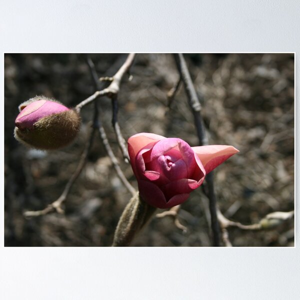 Item preview, Bursting into Flower designed and sold by shazart.