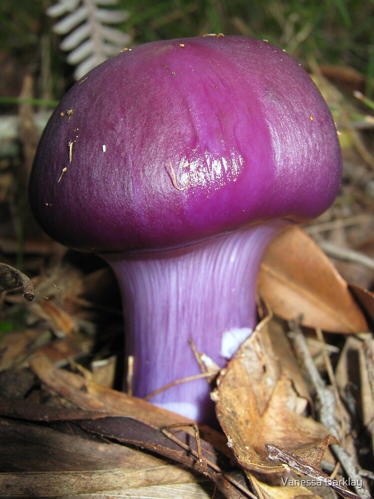 Purple Fungi By Vanessa Barklay Redbubble 4066