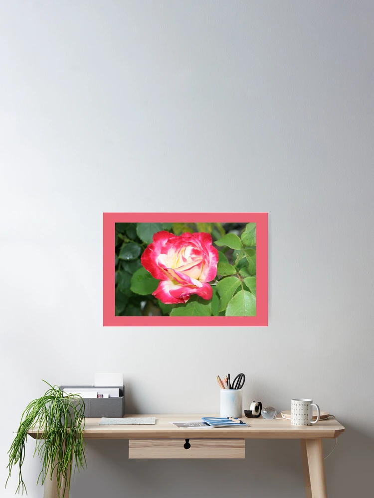 Thumbnail 2 of 3, Poster, Red Roses designed and sold by STHogan.