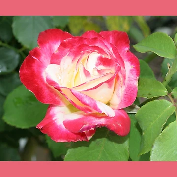 Artwork thumbnail, Red Roses by STHogan