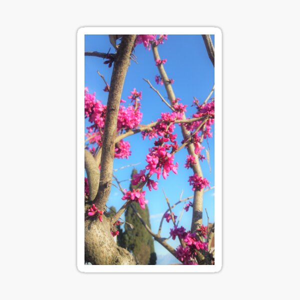 Appalachian Redbud Sticker