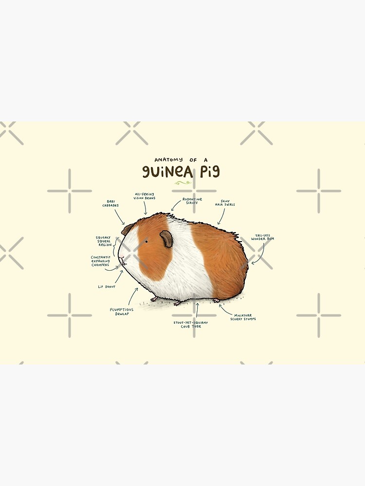 Anatomy of a Guinea Pig by SophieCorrigan