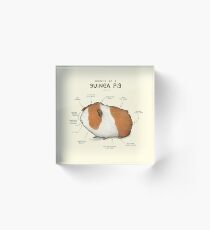 Anatomy of a Guinea Pig Acrylic Block