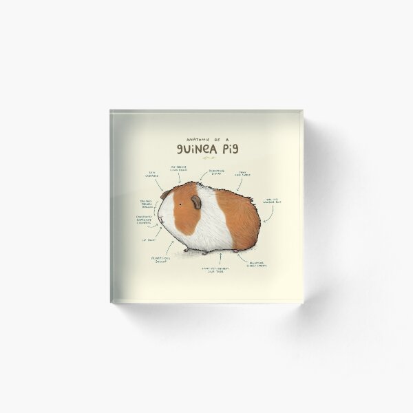 Anatomy of a Guinea Pig Acrylic Block