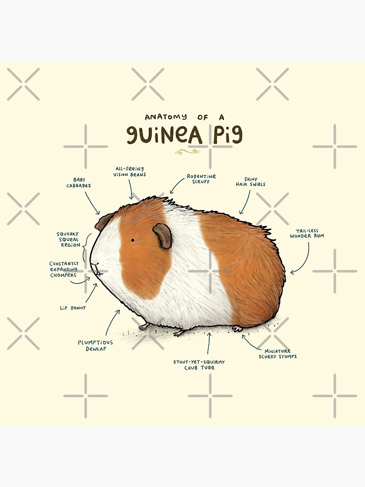 Anatomy of a Guinea Pig by SophieCorrigan
