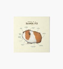 Anatomy of a Guinea Pig Art Board Print
