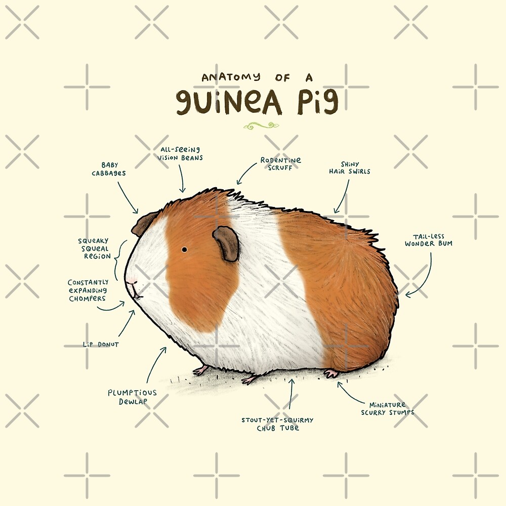 Anatomy Of A Guinea Pig By Sophie Corrigan Redbubble
