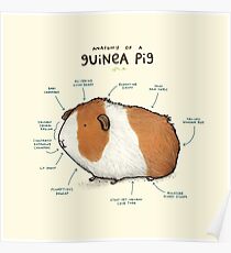 Anatomie eines Meerschweinchens Poster