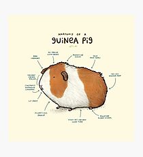 Anatomie eines Meerschweinchens Fotodruck