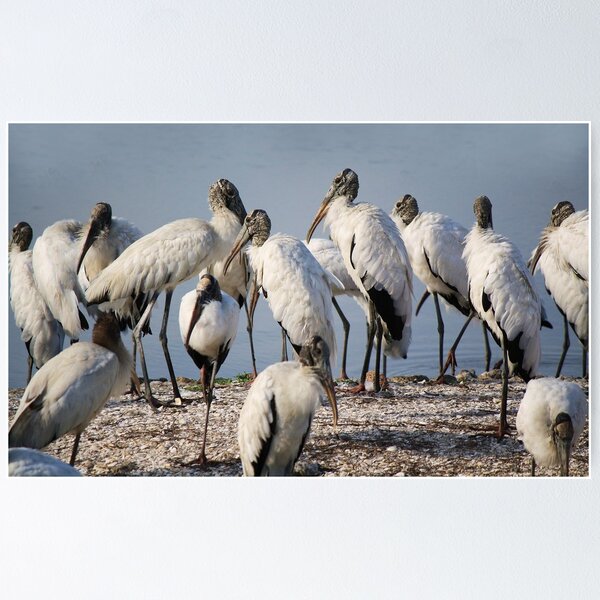 Item preview, Wood Storks designed and sold by Paulette1021.