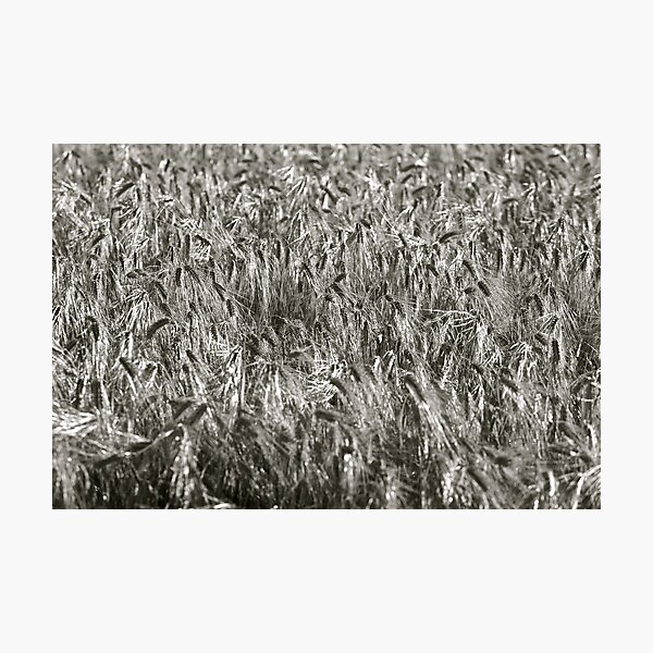 Delicious silver dream - landscape. Trondelag Norway. by Brown Sugar . Photographic Print