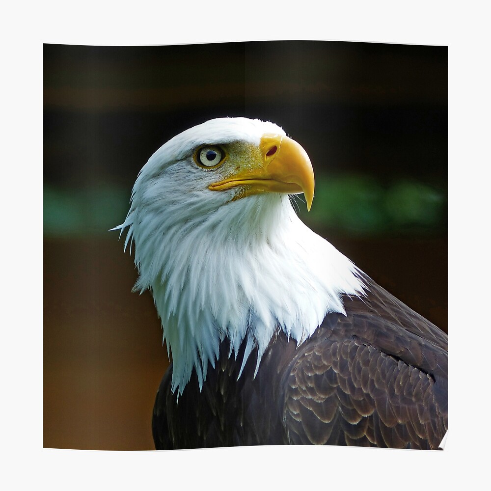 Bald Eagle Portrait 001 Weisskopfseeadler Sticker By Rasch Redbubble