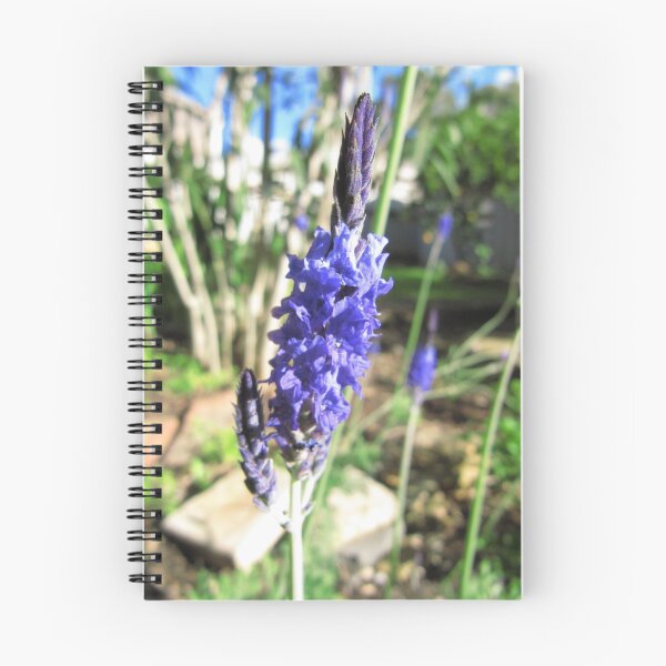 Item preview, Beautiful Blue! Australian Native Lavender in my Garden. Adelaide Foothills, Sth. Australia. designed and sold by RitaBlom.