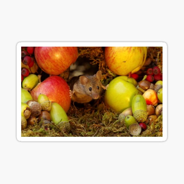 George the mouse in a log pile house - stand back apples super mouse coming through Sticker