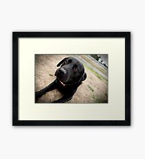 Trigger dog Framed Print