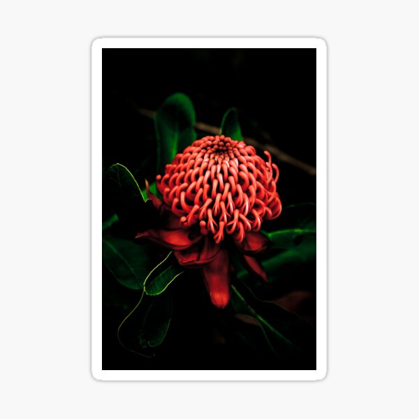 Item preview, Waratah designed and sold by Karin Neate.