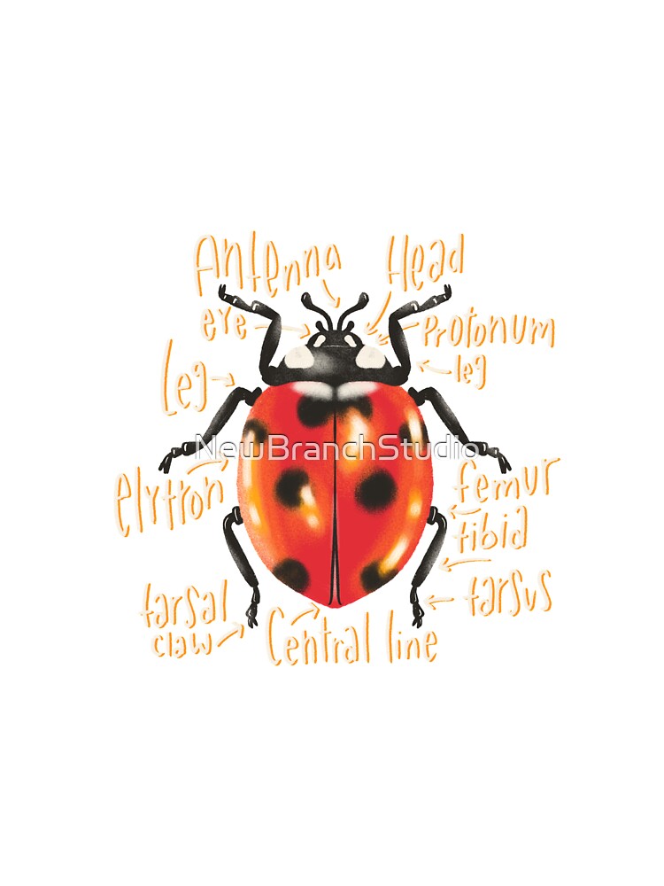 Ladybug With Swirly Antennas Sticker