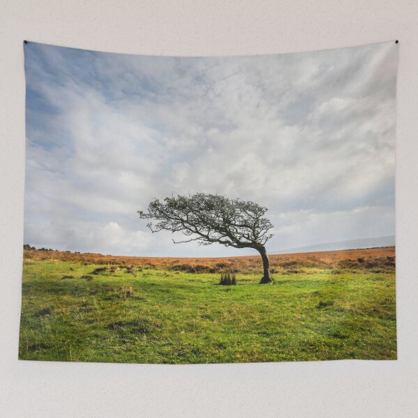 Item preview, Windswept Tree designed and sold by Dave Hare Photography.