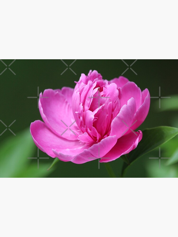 Pink passion by debfaraday
