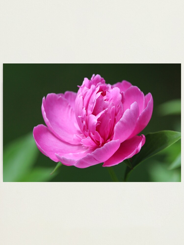 Alternate view of Pink passion Photographic Print