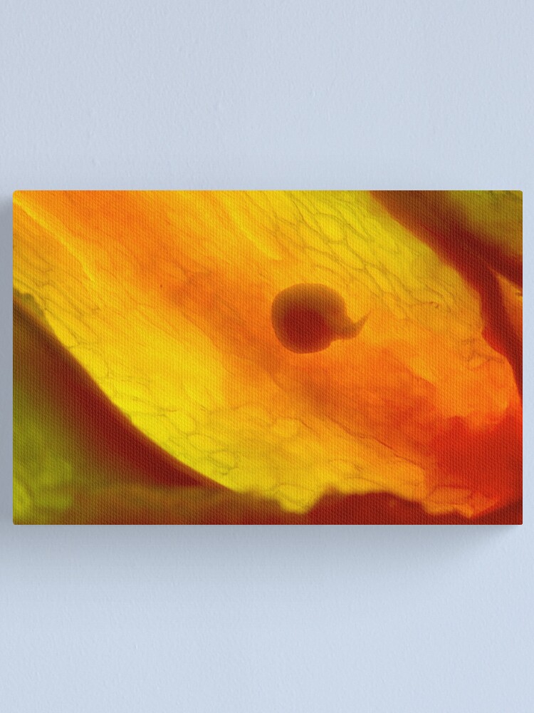 Alternate view of the Origin of life Canvas Print