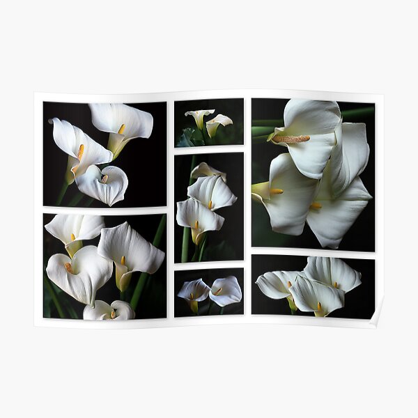Arum Lily Gifts Merchandise Redbubble
