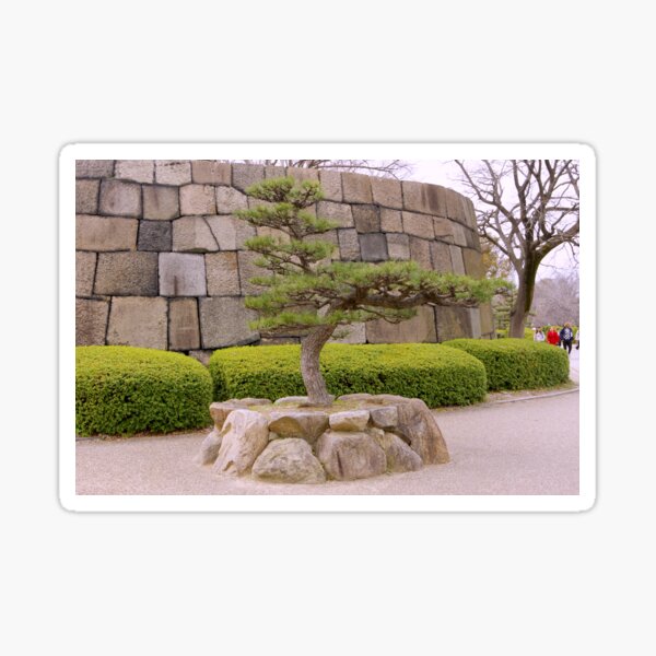 Japanese Pine Sticker