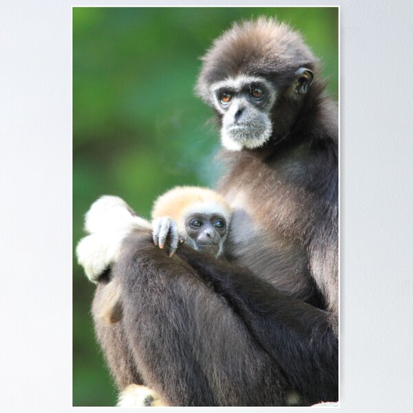 Item preview, Lar Gibbon (Hylobates lar) with baby  designed and sold by DutchLumix.
