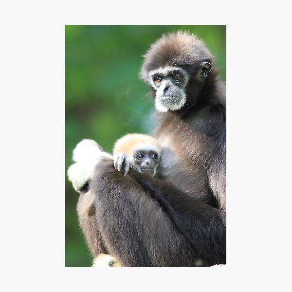 Item preview, Lar Gibbon (Hylobates lar) with baby  designed and sold by DutchLumix.