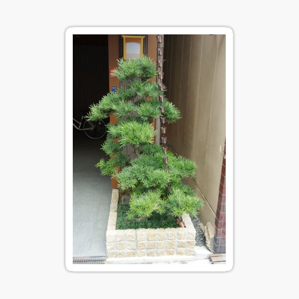 Podocarpus Sticker