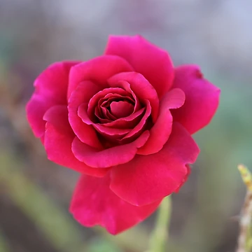 Artwork thumbnail, Six Red Roses by STHogan